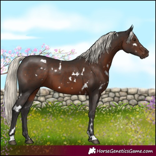 Horse Color:White Spotted Liver Chestnut Mushroom