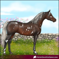 Horse Color:White Spotted Liver Chestnut Mushroom