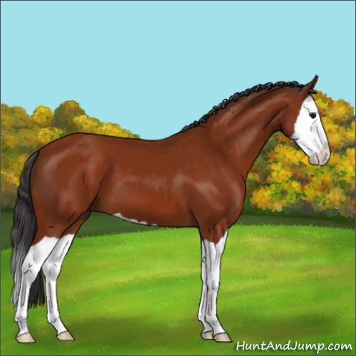 Horse Color:Bay Splash 