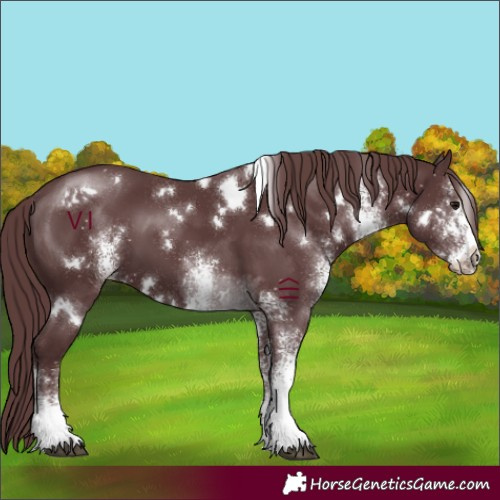 Horse Color:White Spotted Chocolate Black