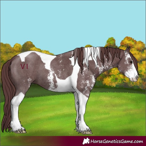 Horse Color:Chocolate Black Sabino Tobiano 