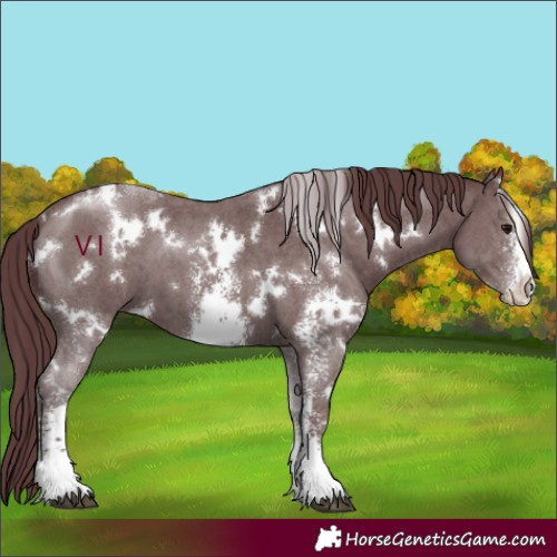 Horse Color:White Spotted Chocolate Black Sabino 
