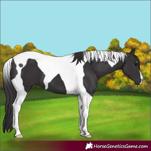 Horse Color:Smoky Black Tobiano
