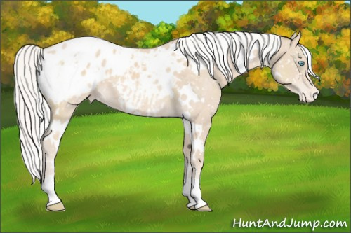 Horse Color:White Spotted Silver Perlino Appaloosa 