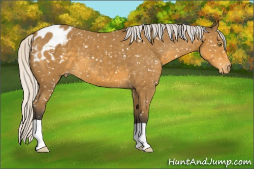 Horse Color:Silver Buckskin Appaloosa 
