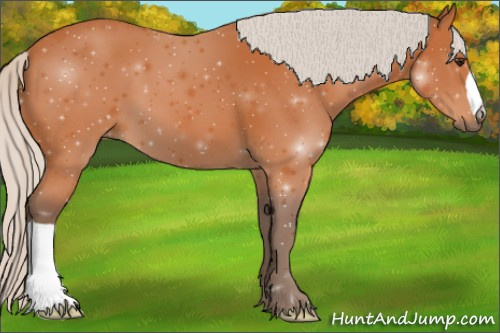 Horse Color:Silver Bay 