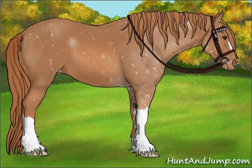 Horse Color:Chestnut Appaloosa