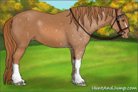 Horse Color:Chestnut Appaloosa 