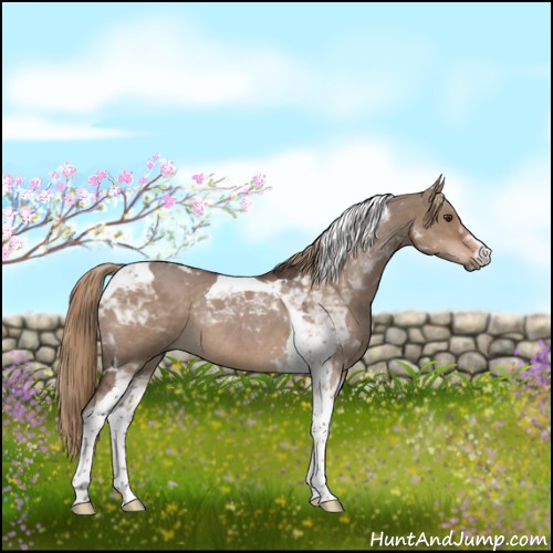 Horse Color:Liver Red Dun Tobiano Rabicano 