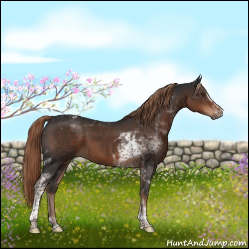Horse Color:White Spotted Liver Chestnut Tobiano