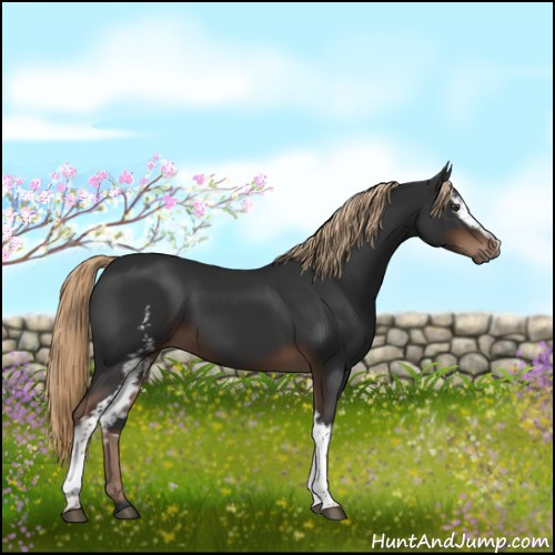 Horse Color:White Spotted Liver Chestnut