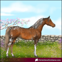 Horse Color:Chocolate Palomino Tobiano 