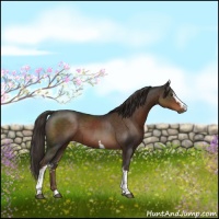 Horse Color:White Spotted Liver Chestnut 