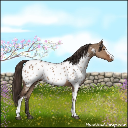 Horse Color:White Spotted Liver Red Dun Appaloosa 