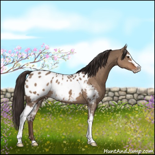 Horse Color:White Spotted Liver Red Dun Sabino Appaloosa 