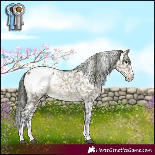 Horse Color:White Spotted Brown Dun Appaloosa 