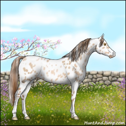 Horse Color:White Spotted Liver Red Dun Pearl Appaloosa 