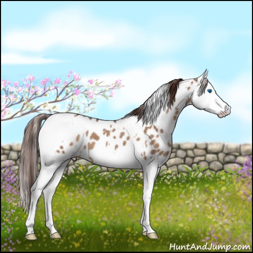 Horse Color:White Spotted Liver Red Dun Sabino Splash Leopard 