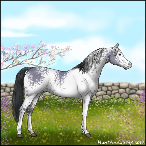 Horse Color:White Spotted Brown Dun 