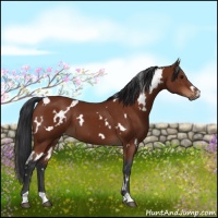 Horse Color:White Spotted Bay 