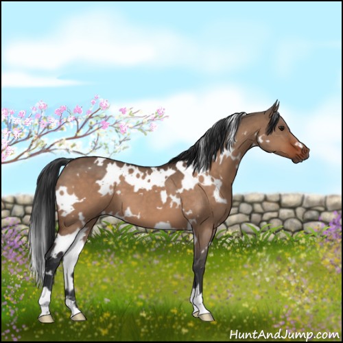 Horse Color:White Spotted Bay Dun 