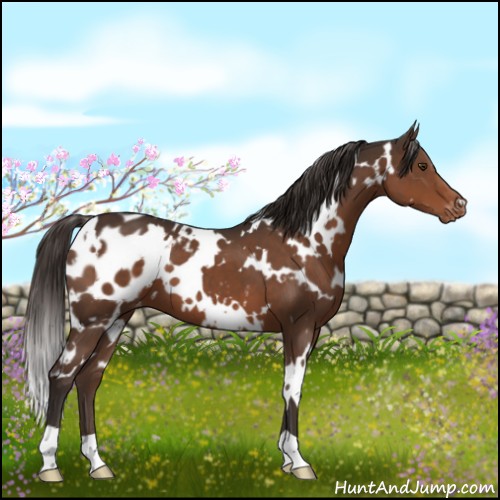 Horse Color:White Spotted Liver Chestnut Appaloosa 