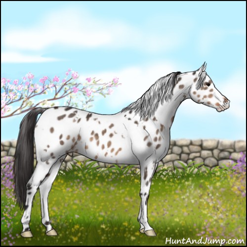 Horse Color:White Spotted Brown Dun Appaloosa 