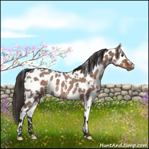 Horse Color:White Spotted Liver Red Dun Appaloosa Rabicano 