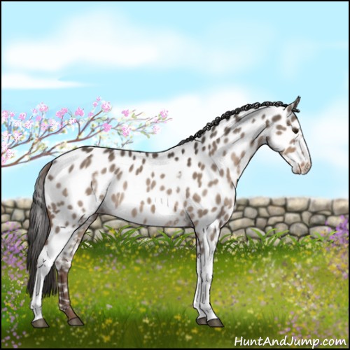 Horse Color:White Spotted Liver Red Dun Near Leopard Rabicano 