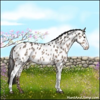 Horse Color:White Spotted Liver Red Dun Near Leopard Rabicano 