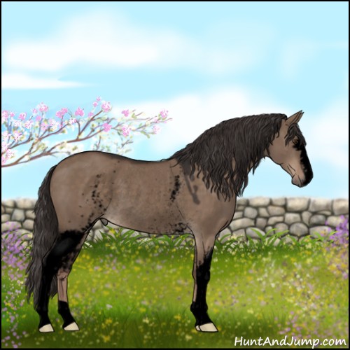 Horse Color:Void White Spotted Liver Red Dun Rabicano 