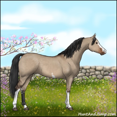 Horse Color:White Spotted Liver Red Dun Rabicano
