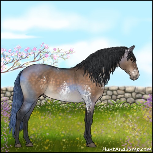 Horse Color:White Spotted Brown Dun Rabicano 