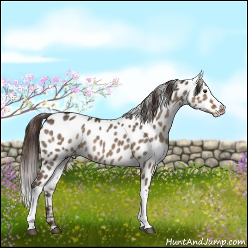 Horse Color:White Spotted Liver Red Dun Appaloosa Rabicano 