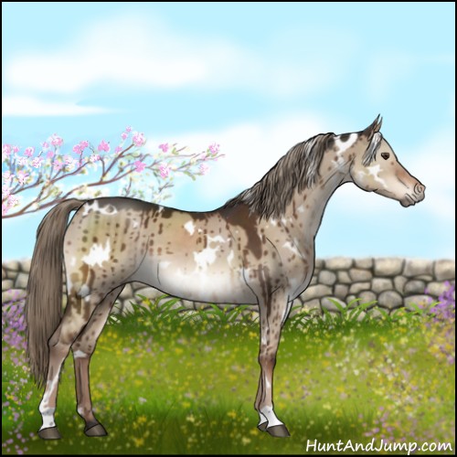 Horse Color:White Spotted Liver Red Dun Brindle 