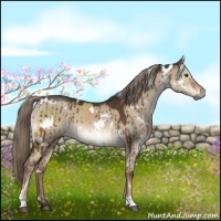 Horse Color:White Spotted Liver Red Dun Brindle 