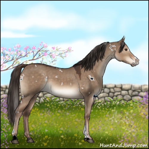 Horse Color:White Spotted Liver Red Dun Sabino 