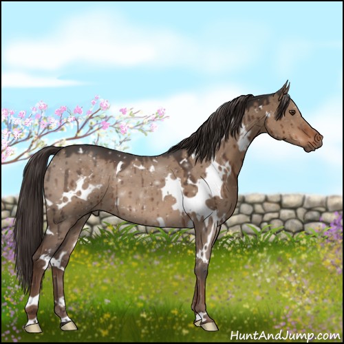 Horse Color:White Spotted Liver Red Dun Brindle 