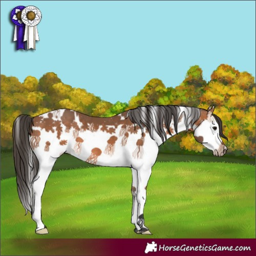 Horse Color:White Spotted Bay Splash 