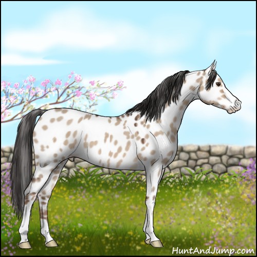 Horse Color:Liver Red Dun Roan Sabino Appaloosa 
