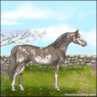 Horse Color:White Spotted Liver Red Dun Mushroom