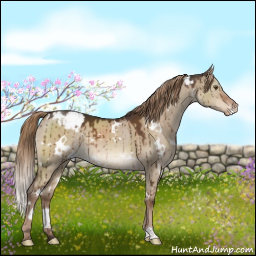 Horse Color:White Spotted Liver Red Dun Appaloosa Brindle 