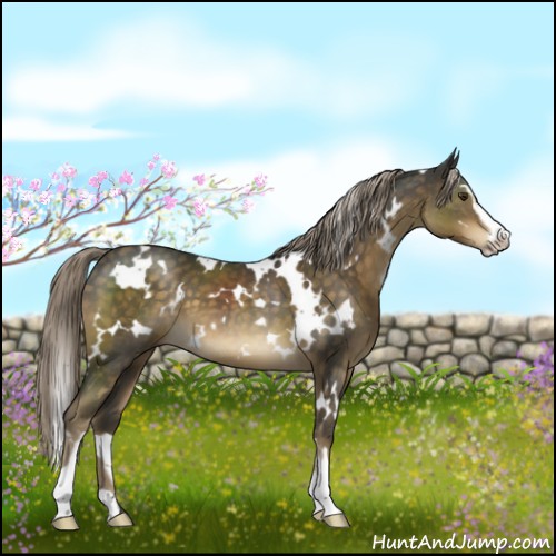 Horse Color:White Spotted Chocolate Palomino Sabino 