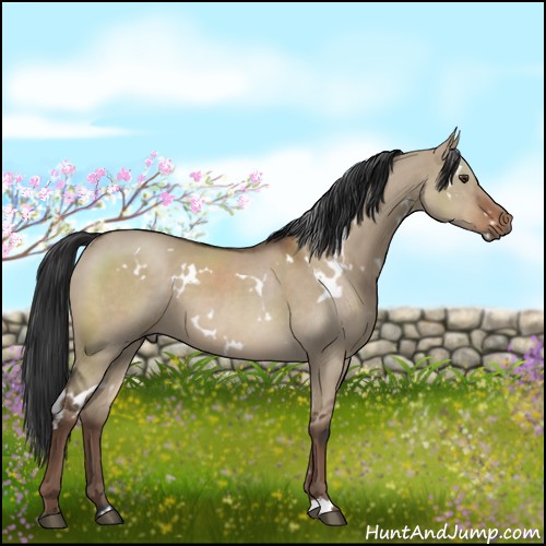 Horse Color:White Spotted Liver Red Dun 