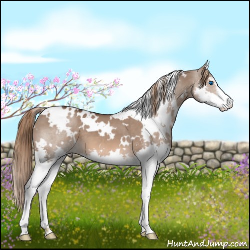 Horse Color:White Spotted Liver Red Dun Sabino Splash 