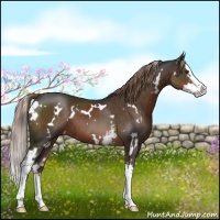 Horse Color:White Spotted Liver Chestnut Splash 