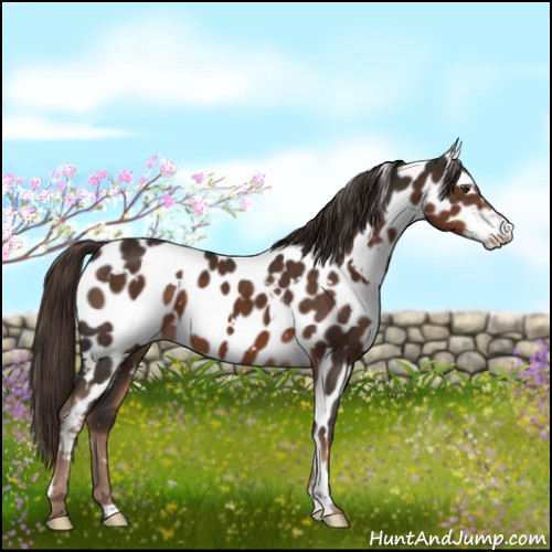 Horse Color:White Spotted Liver Chestnut Appaloosa 