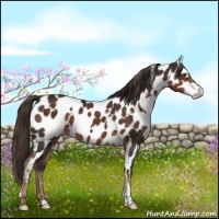 Horse Color:White Spotted Liver Chestnut Near Leopard 