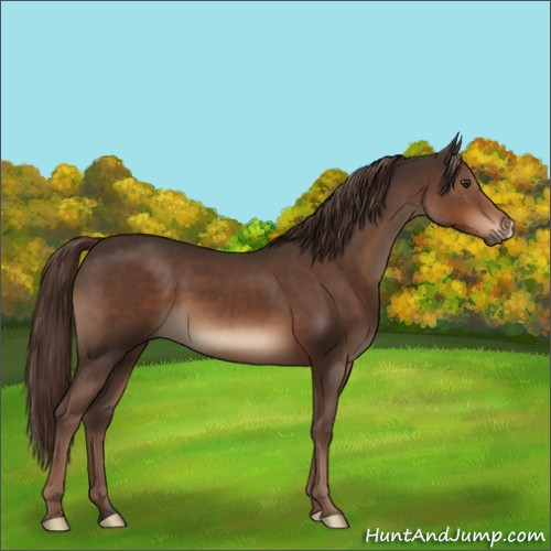 Horse Color:Liver Chestnut 