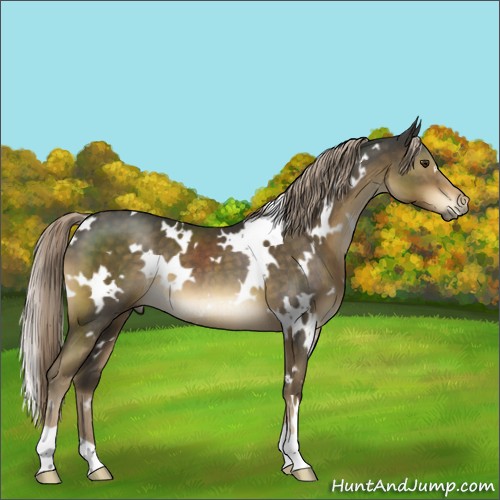 Horse Color:White Spotted Chocolate Palomino 